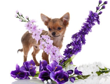 Chihuahua köpek beyaz zemin üzerine çiçekli.