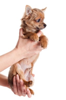 Chihuahua, 5 aylık. Beyaz backgr izole chihuahua köpek