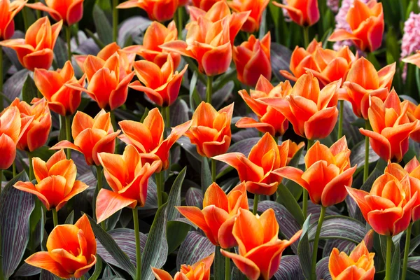 Bunte Tulpen. schöne Frühlingsblumen. Frühlingslandschaft — Stockfoto