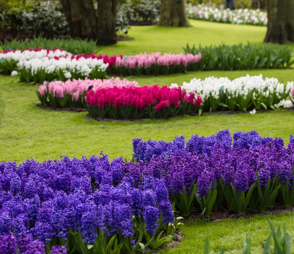 Hyacinth flowers. Spring flowers — Stock Photo, Image