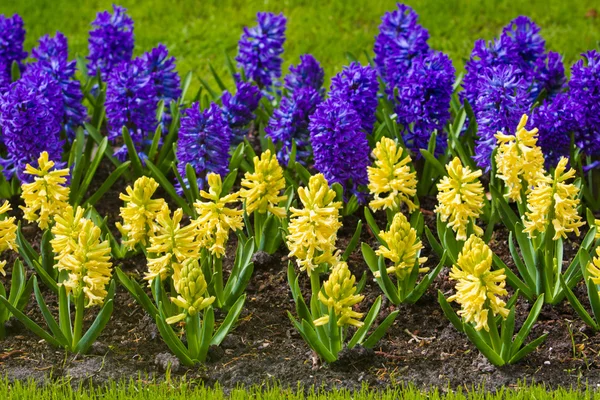 Jarní květina. Hyacint — Stock fotografie