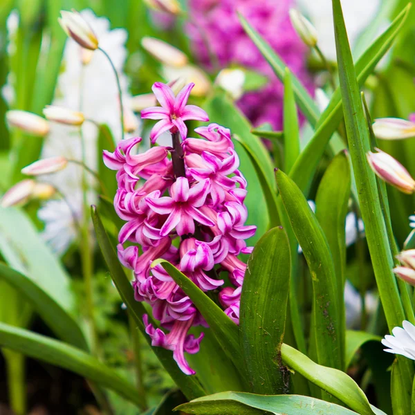 Voorjaar bloem. Hyacint — Stockfoto