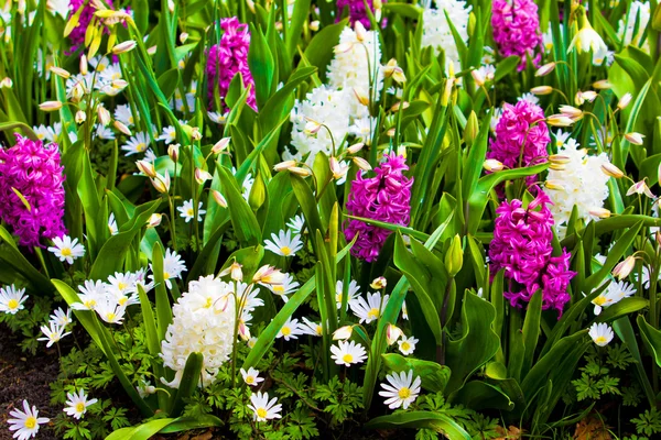 Flor de primavera. jacinto. — Foto de Stock