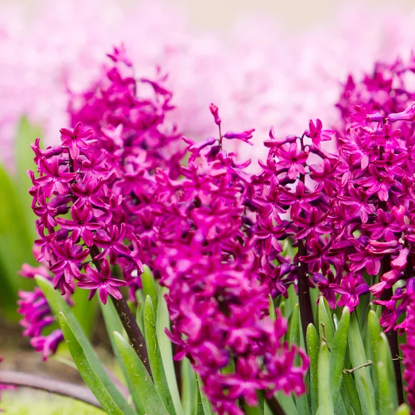 Voorjaar bloem. Hyacint — Stockfoto