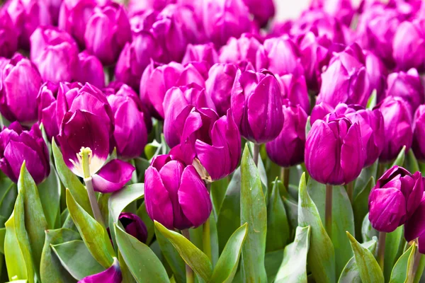 Färgglada tulpaner. vackra vårblommor. våren landskap — Stockfoto