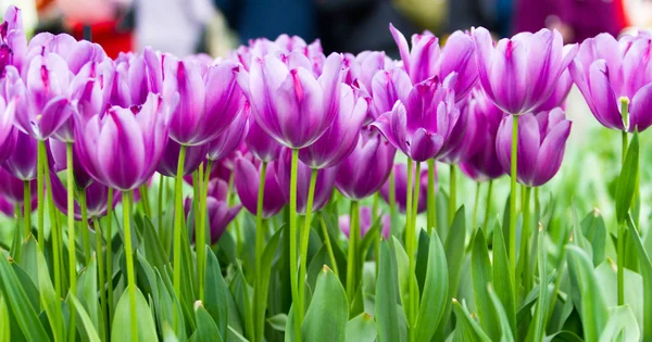 Kleurrijke tulpen. prachtige Lentebloemen. lente landschap — Stockfoto