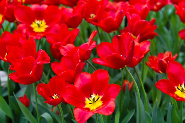 Kleurrijke tulpen. prachtige Lentebloemen. lente landschap — Stockfoto
