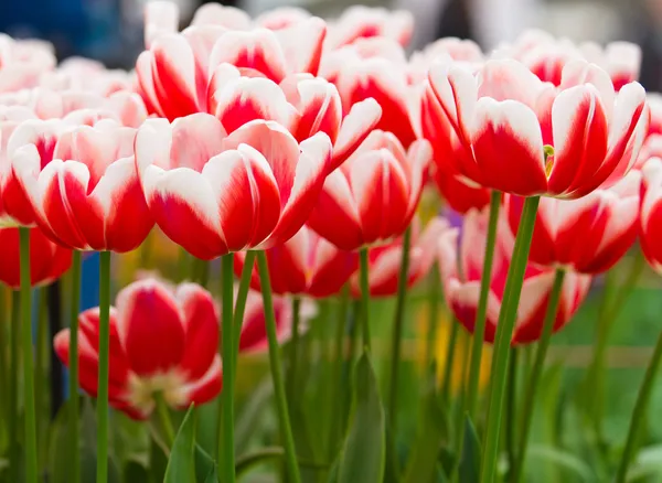 Bunte Tulpen. schöne Frühlingsblumen. Frühlingslandschaft — Stockfoto