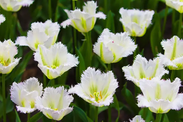 Farverige tulipaner. Smukke forårsblomster. Forår landskab - Stock-foto