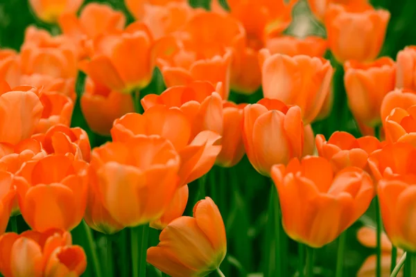 다채로운 튤립입니다. 아름 다운 봄 꽃입니다. 봄 풍경 — 스톡 사진