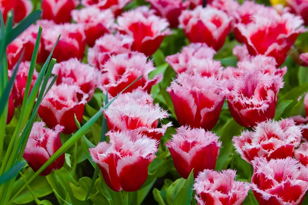 Färgglada tulpaner. vackra vårblommor. våren landskap — Stockfoto