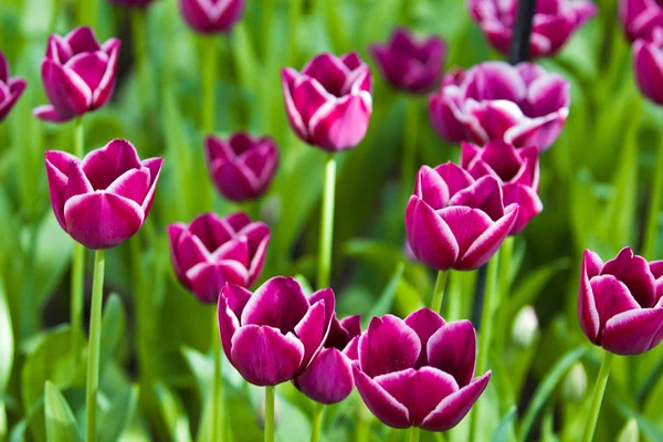 Kolorowe tulipany. piękne wiosenne kwiaty. pejzaż wiosna — Zdjęcie stockowe
