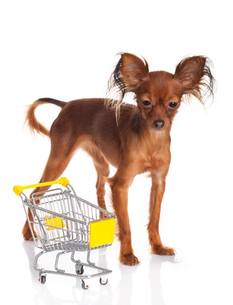 Toy Terrier com carrinho de compras isolado em branco. Engraçado pequeno d — Fotografia de Stock