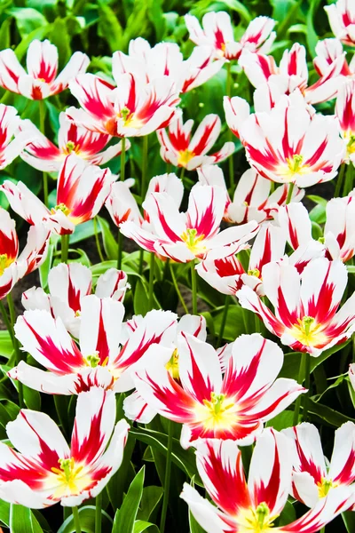 Bunte Tulpen. schöne Frühlingsblumen. Frühlingslandschaft — Stockfoto