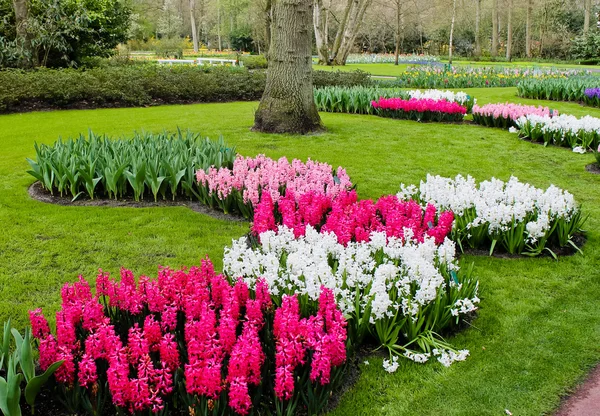 Hyacinth flowers. Spring flowers — Stock Photo, Image