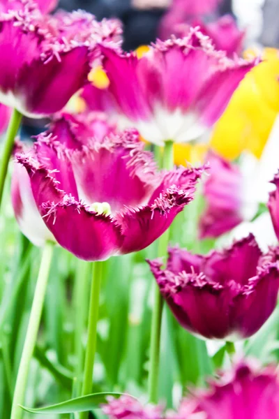 Farverige tulipaner. Smukke forårsblomster. Forår landskab - Stock-foto