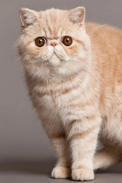 Exotische Kurzhaarkatze. Persische Katze auf grauem Hintergrund — Stockfoto