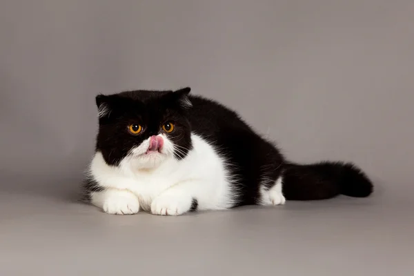 Gato exótico de taquigrafía. gato persa sobre fondo gris — Foto de Stock