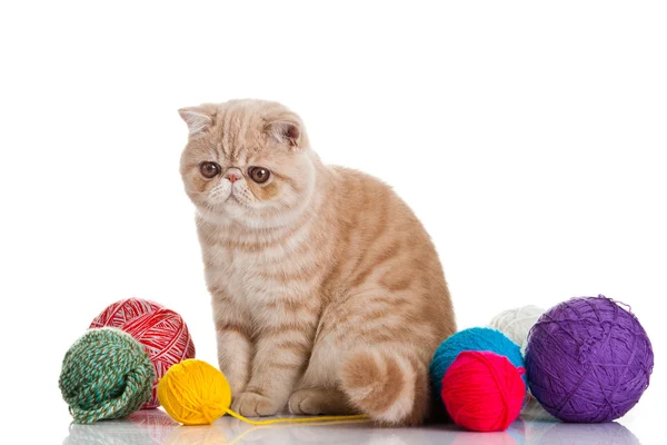 Exotische Kurzhaarkatze. Katze mit Fadenkugeln. — Stockfoto