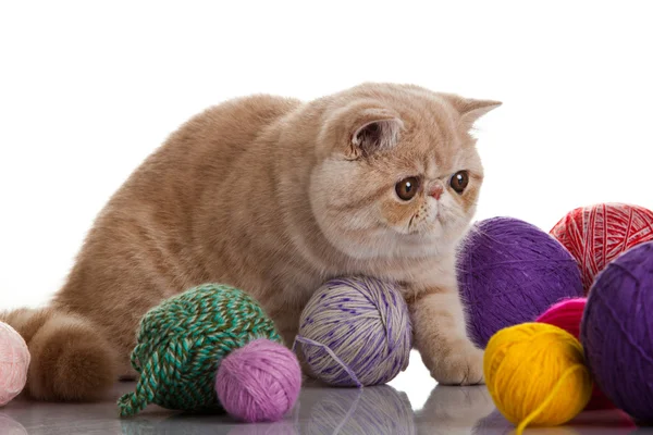Gato exótico de ar curto. Gato com bolas de fios . — Fotografia de Stock