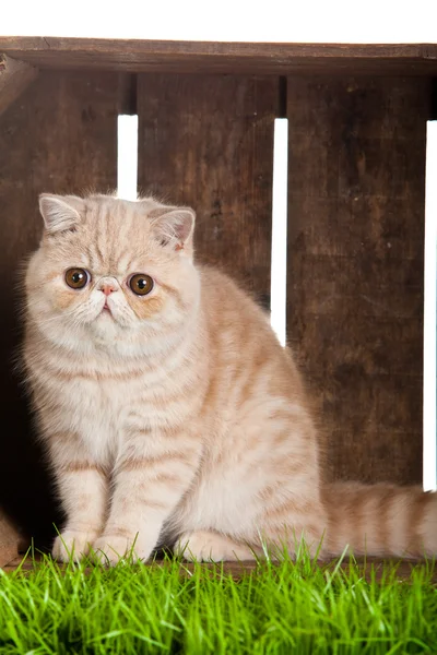 Exotische korthaar kat. mooie kat in een doos. — Stockfoto