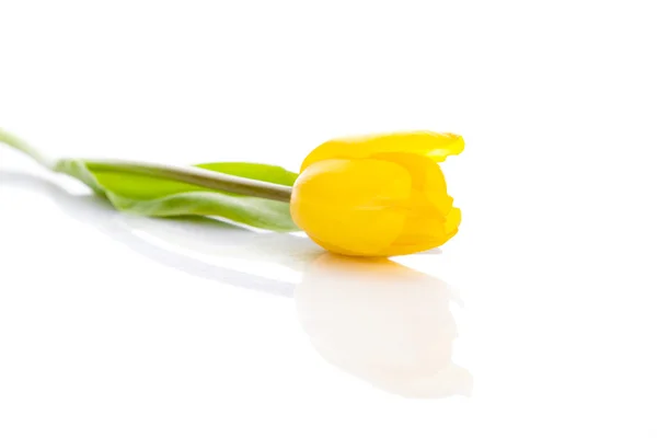 白で隔離される黄色いチューリップ — ストック写真