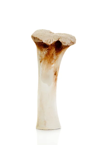 Кістка ізольована на білому тлі . — стокове фото