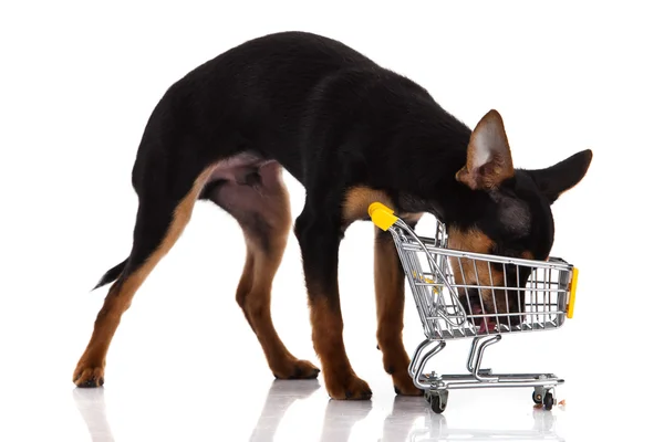 Chihuahua cão com carrinho de compras — Fotografia de Stock