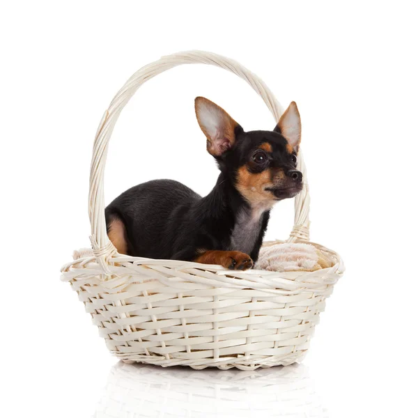 Chihuahua w koszyku. — Zdjęcie stockowe