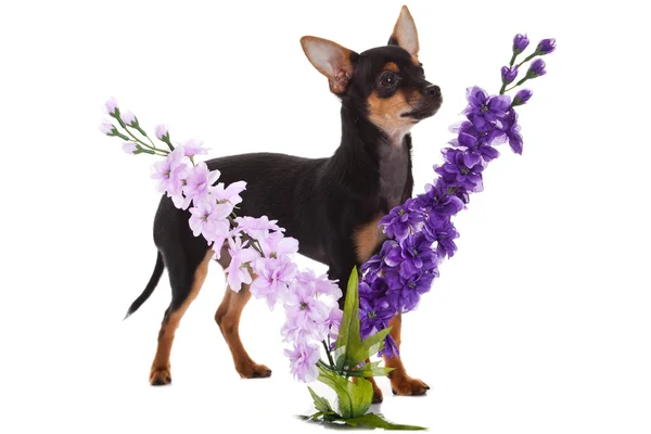 Chihuahua cão com flores no fundo branco . — Fotografia de Stock