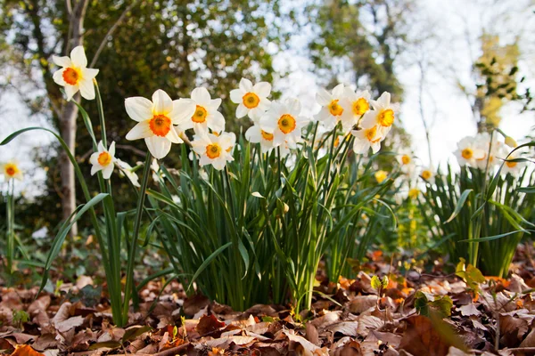 Narcissus flowers. — Stock Photo, Image