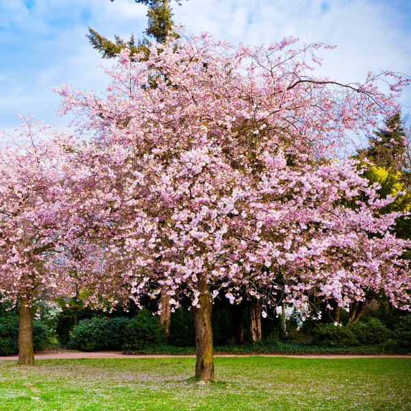 Sakura flowers blooming. Beautiful pink cherry blossom Stock Photo