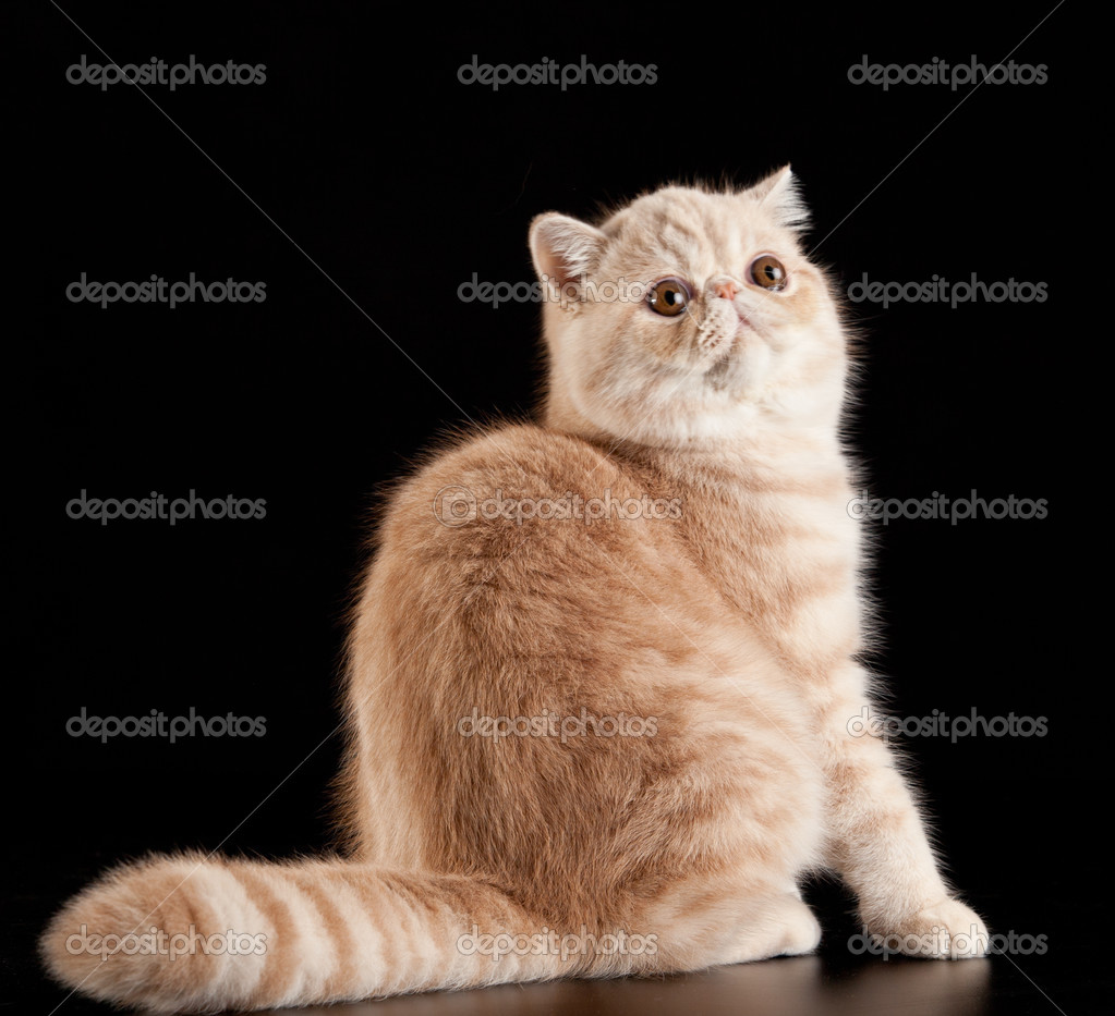 Egzotik stenografi kedi Egzotik stenografi kedi