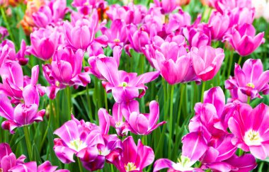 renkli Lale. güzel bahar çiçekleri. Bahar peyzaj