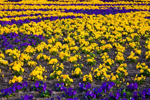 Heartsease, jardin de fleurs. fleurs fond pansy — Photo