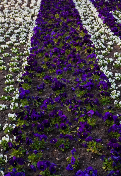 ハートシーズ、花の庭。花の背景パンジー — ストック写真
