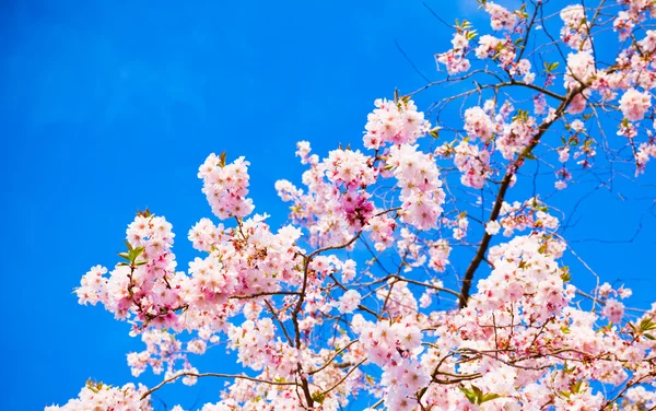 Цветут цветы сакуры. Прекрасный розовый цветок вишни — стоковое фото