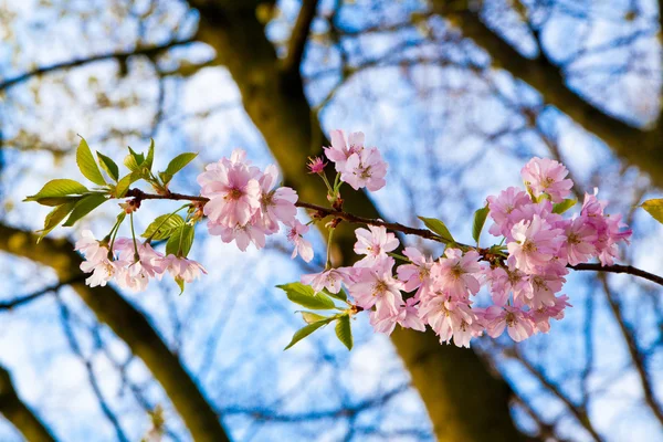 Sakura flor rosa — Fotografia de Stock