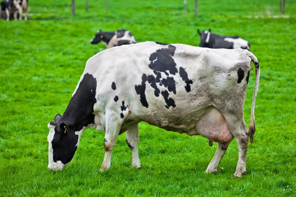 Vacas en el prado — Foto de Stock