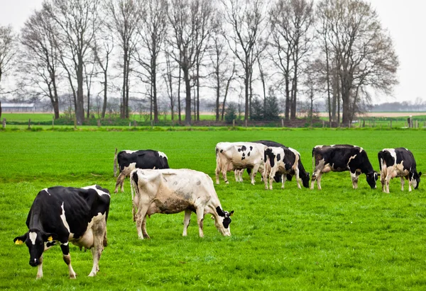 Kor på ängen med grönt gräs. bete kalvar — Stockfoto