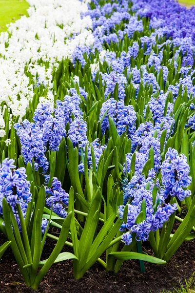 Wiosna kwiatów. Hiacynt — Zdjęcie stockowe