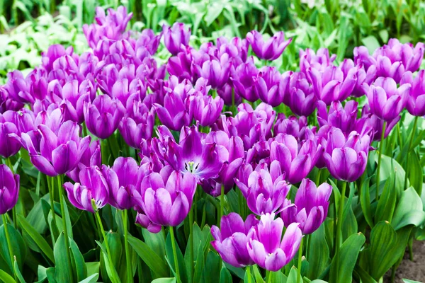 Colorful tulips. Beautiful spring flowers. Spring landscape — Stock Photo, Image