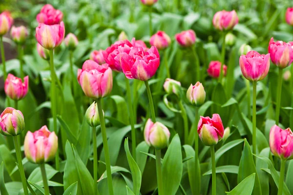 Barevné tulipány. krásný jarní květiny. jarní krajina — Stock fotografie