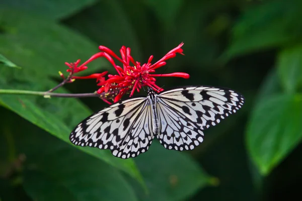 Der Schmetterling. ein schöner Schmetterling sitzt im Baum — Stockfoto
