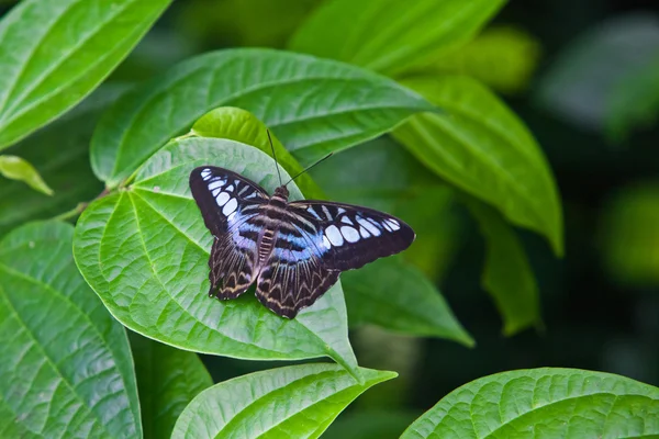 A Borboleta. Uma linda borboleta sentada na árvore — Fotografia de Stock