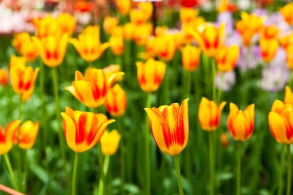 Bunte Tulpen. schöne Frühlingsblumen. Frühlingslandschaft — Stockfoto