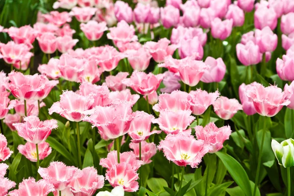 Colorful tulips. Beautiful spring flowers. Spring landscape — Stock Photo, Image