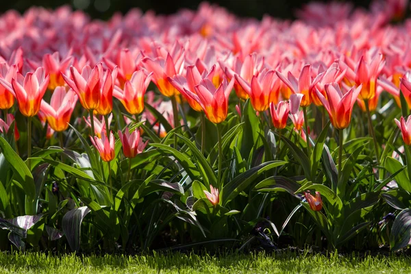 Tulipani colorati. Bellissimi fiori primaverili. Paesaggio di primavera — Foto Stock