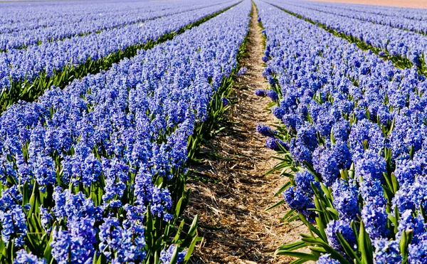 Field of hyacinth. — Stock Photo, Image