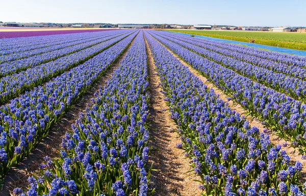 Field of hyacinth. — Stock Photo, Image